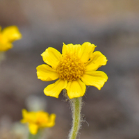 Wallace Eriophyllum or Woolly Daisy, Eriophyllum wallacei